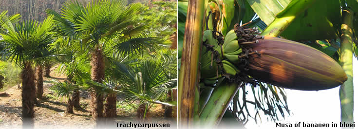 Trachycarpus en Musa